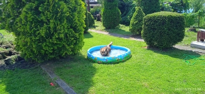 Sprzedam działkę ROD  - zdjęcie 4