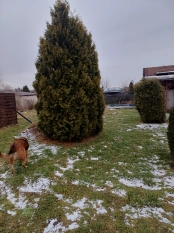 Sprzedam działkę ROD  - zdjęcie 2