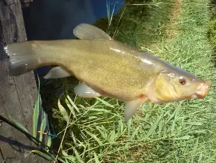 MAZURY 2 APARTAMENTY 4-osobowe nad jeziorem Miłki koło Giżycka - zdjęcie 18