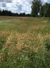 Sprzedam działkę w Karwiku k. Pisza - zdjęcie 2