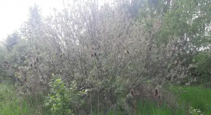 Działka budowlana na Mazurach Wilkasy k/Giżycka na sprzedaż - zdjęcie 12