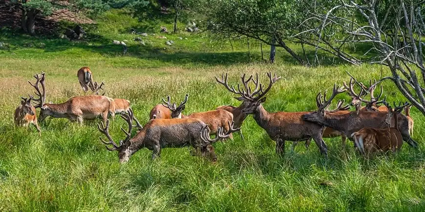 Gdzie na Mazurach możesz uczestniczyć w prawdziwym safari?
