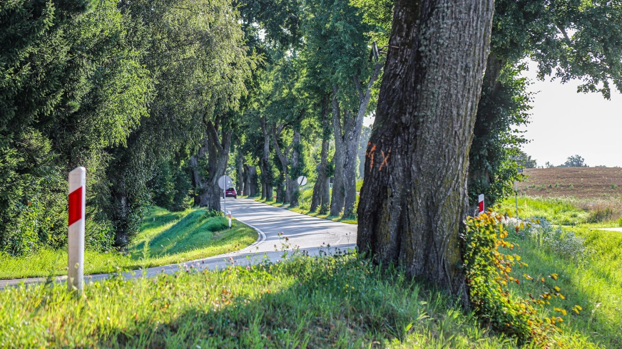 Wycinka tysięcy drzew pod znakiem zapytania. GDOŚ zabiera głos