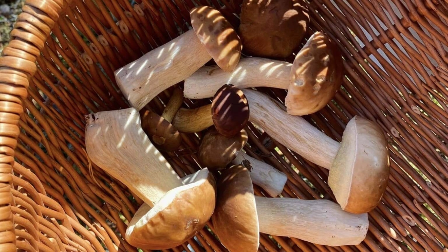 Grzybobranie w Wodniku - Ruciane-Nida.