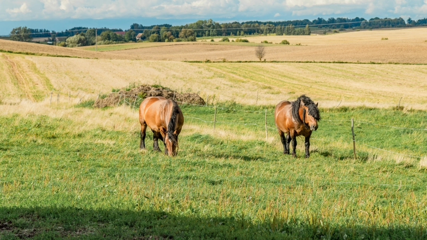Tam, gdzie czas płynie wolniej. Spotkanie z końmi zimnokrwistymi nad Węgorapą