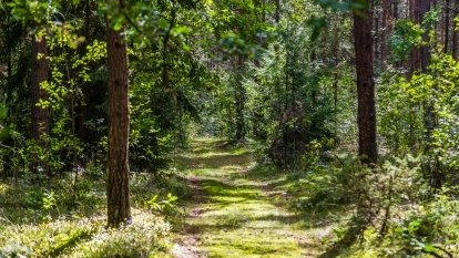Gdzie sosna spotyka brzozę. Ekoton to klucz do udanego grzybobrania