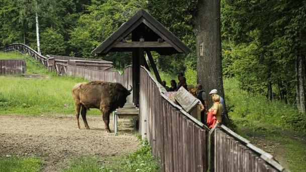 Ośrodek Hodowli Żubrów - zdjęcie 15