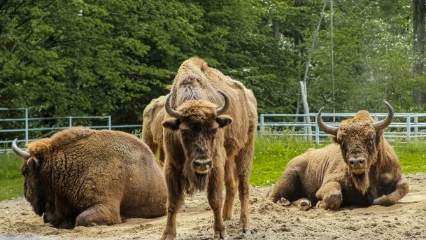 Ośrodek Hodowli Żubrów - zdjęcie 10