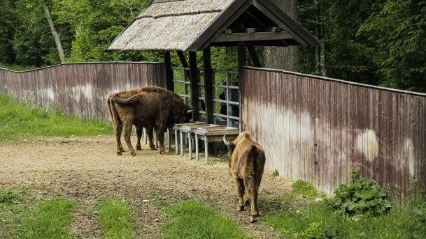 Ośrodek Hodowli Żubrów - zdjęcie 9
