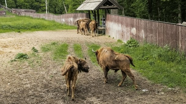 Ośrodek Hodowli Żubrów - zdjęcie 1
