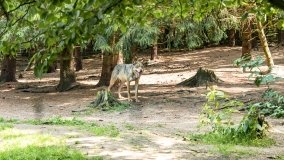 Park Dzikich Zwierząt w Kadzidłowe 2022