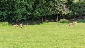 Park Dzikich Zwierząt w Kadzidłowe 2022