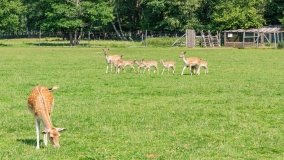 Park Dzikich Zwierząt w Kadzidłowe 2022