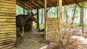 Park Dzikich Zwierząt w Kadzidłowe 2022