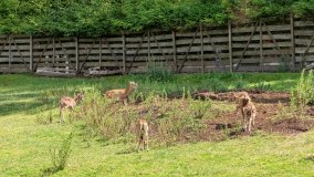 Park Dzikich Zwierząt w Kadzidłowe 2022