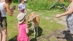 Park Dzikich Zwierząt w Kadzidłowe 2022