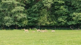 Park Dzikich Zwierząt w Kadzidłowe 2022