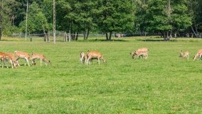 Park Dzikich Zwierząt w Kadzidłowe 2022