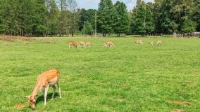 Park Dzikich Zwierząt w Kadzidłowe 2022