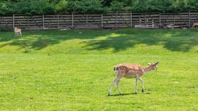 Park Dzikich Zwierząt w Kadzidłowe 2022