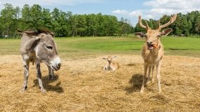 Park Dzikich Zwierząt w Kadzidłowe 2022