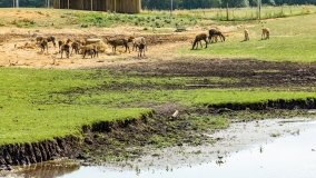 Park Dzikich Zwierząt w Kadzidłowe 2022