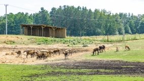 Park Dzikich Zwierząt w Kadzidłowe 2022