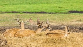 Park Dzikich Zwierząt w Kadzidłowe 2022