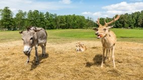 Park Dzikich Zwierząt w Kadzidłowe 2022