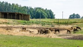 Park Dzikich Zwierząt w Kadzidłowe 2022