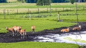 Park Dzikich Zwierząt