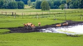 Park Dzikich Zwierząt