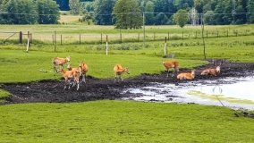 Park Dzikich Zwierząt