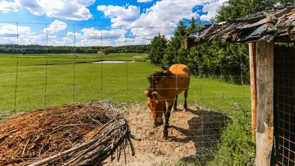 Park Dzikich Zwierząt - zdjęcie 9