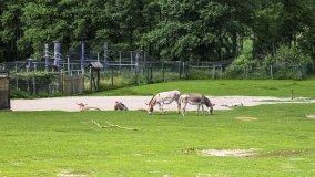 Park Dzikich Zwierząt