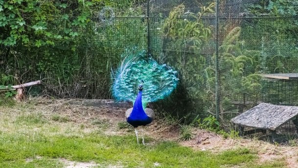 Park Dzikich Zwierząt - zdjęcie 7