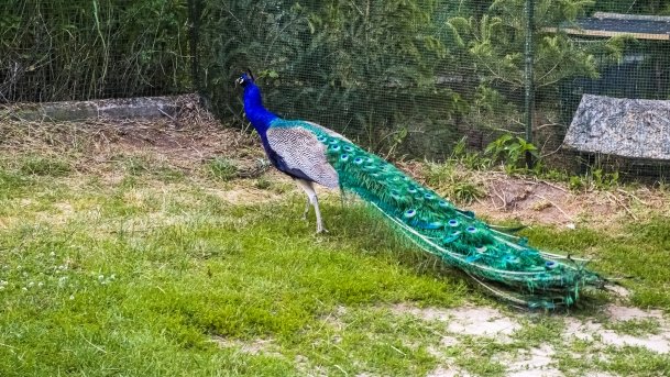 Park Dzikich Zwierząt - zdjęcie 6