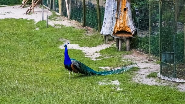 Park Dzikich Zwierząt - zdjęcie 3