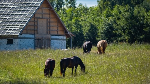 Gospodarstwo Eulalii - zdjęcie 39