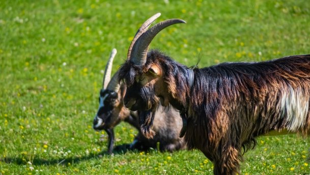 Gospodarstwo Eulalii - zdjęcie 38