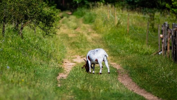 Gospodarstwo Eulalii - zdjęcie 37