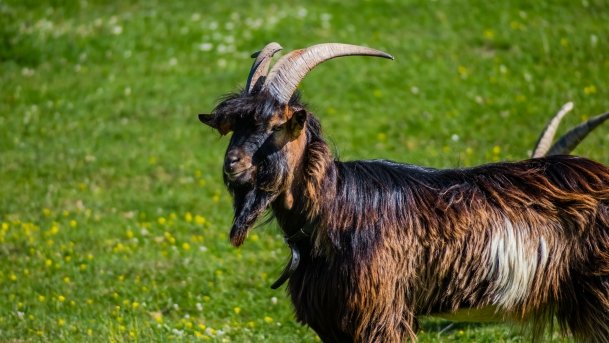 Gospodarstwo Eulalii - zdjęcie 36