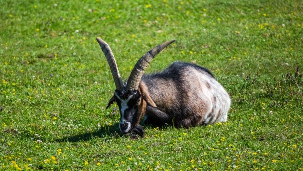 Gospodarstwo Eulalii - zdjęcie 34