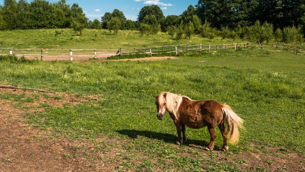 Gospodarstwo Eulalii - zdjęcie 33