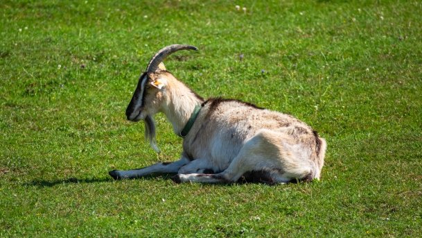 Gospodarstwo Eulalii - zdjęcie 32