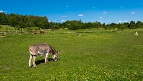 Gospodarstwo Eulalii