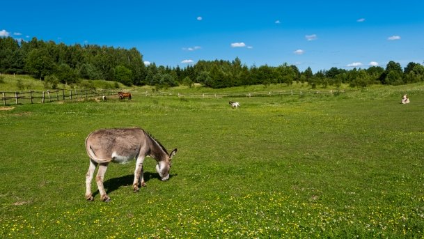 Gospodarstwo Eulalii - zdjęcie 31