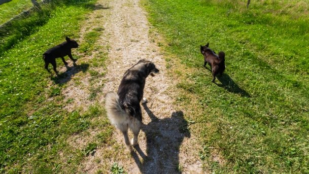 Gospodarstwo Eulalii - zdjęcie 30