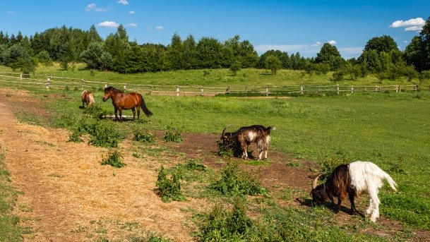 Gospodarstwo Eulalii - zdjęcie 28