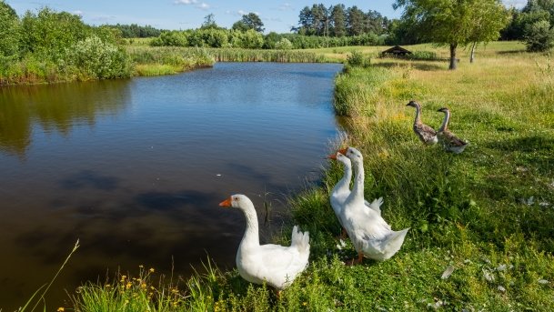 Gospodarstwo Eulalii - zdjęcie 21